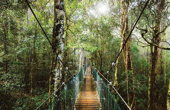 O'Reilly's und Lamington National Park Tour - Foto 2